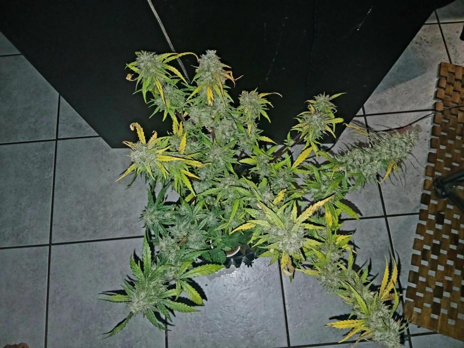 SBCH x Dreamcast. Week 8