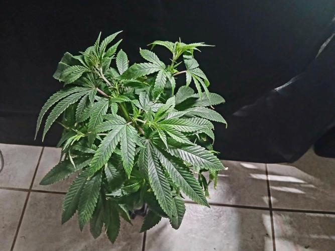 Space Monkey. Week 14