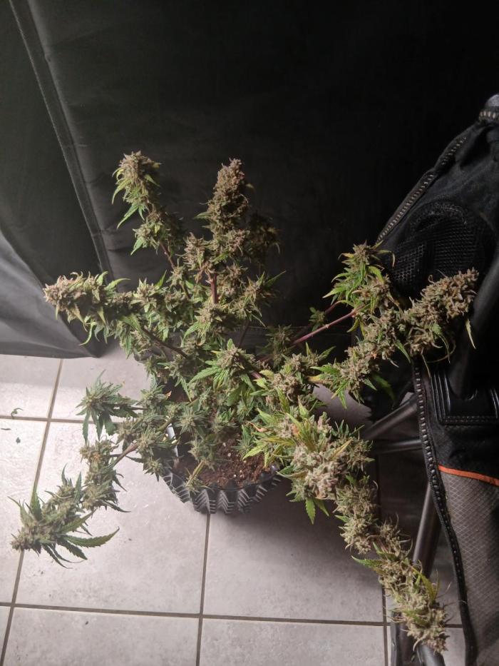 SBCH x Dreamcast. Week 9 - Almost done 