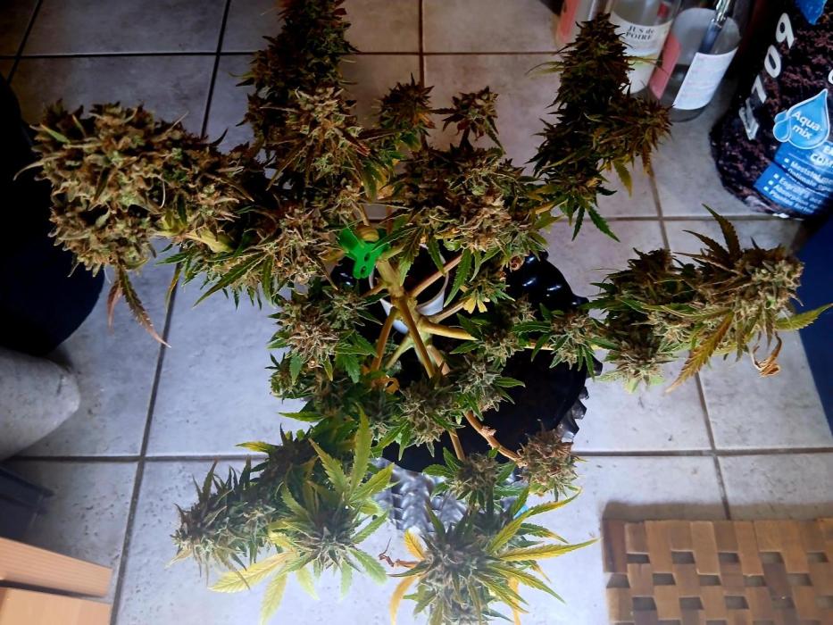 SBCH x Dreamcast. Week 10 - Happy growing 