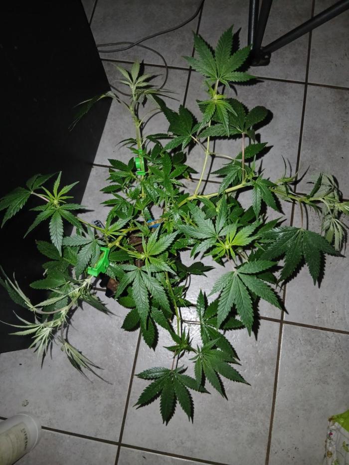 Space monkey x Goji og. Week 2 - Happy growing 