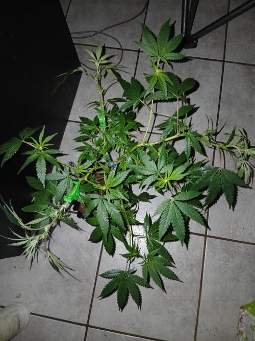 Space Monkey. Week 2