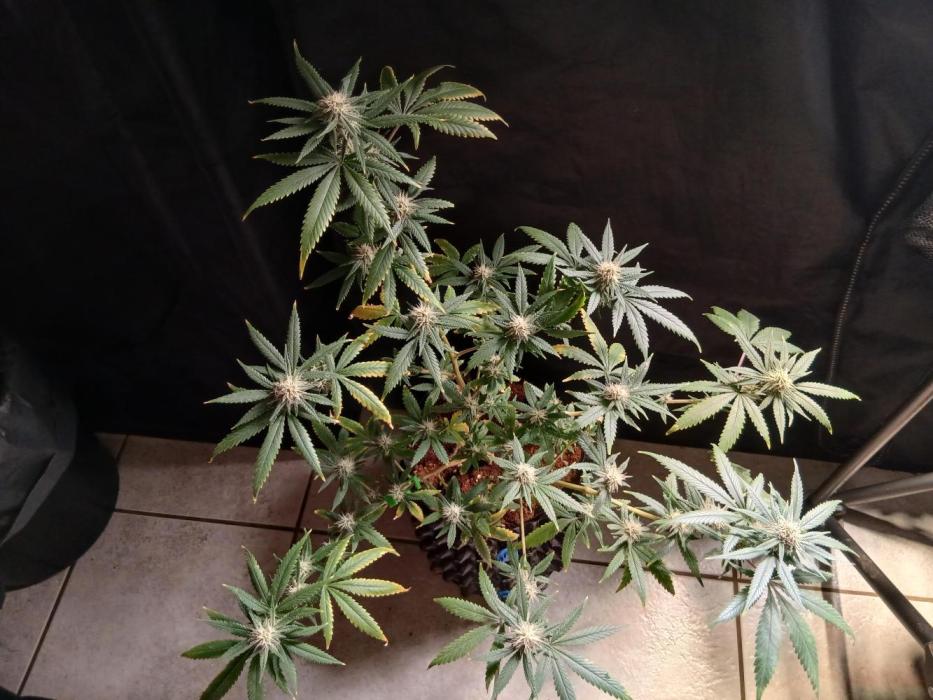 Space monkey x Goji og. Week 6