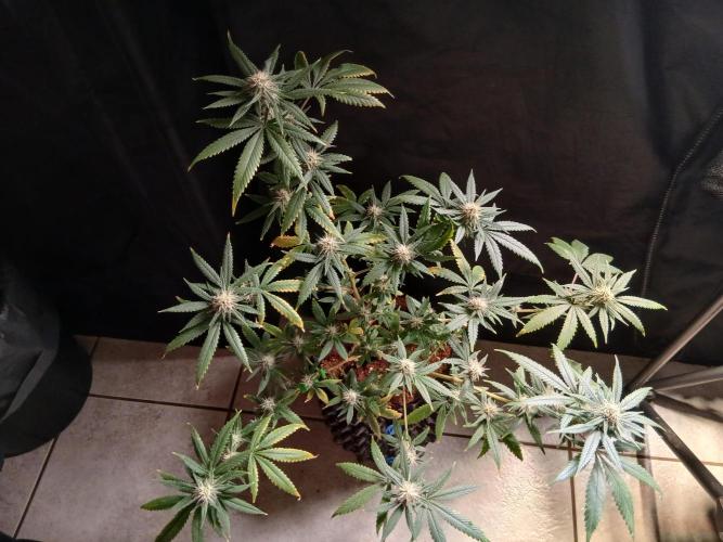 Space Monkey. Week 6