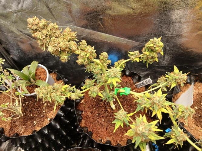 Space Monkey. Week 15