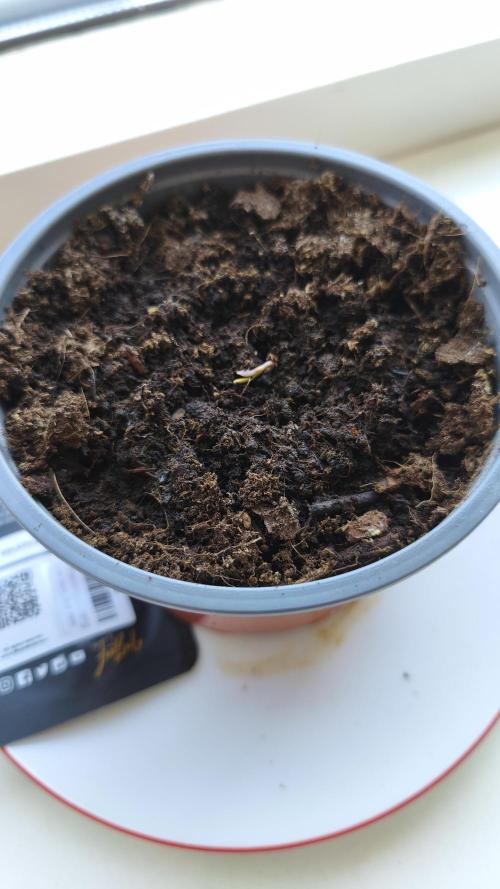 Closet grown Gelato. Week 0 - She germinated this morning, around 08:00.