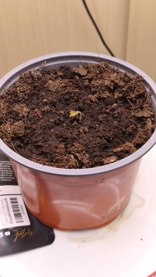 Closet grown Gelato. Week 0 - 18:00