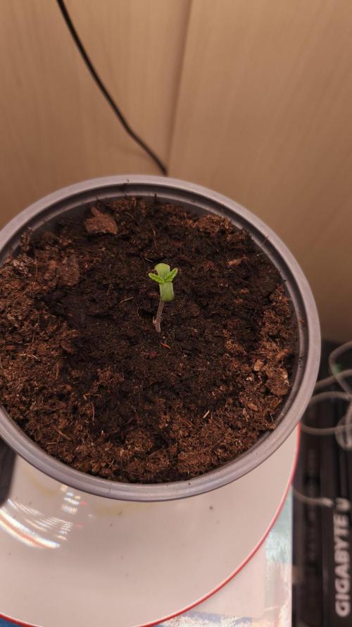 Closet grown Gelato. Week 1 - 2nd day.