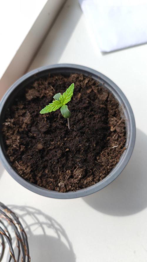 Closet grown Gelato. Week 1 - 3rd day. when possible she'll be growing in the sun. she's growing extremely fast.