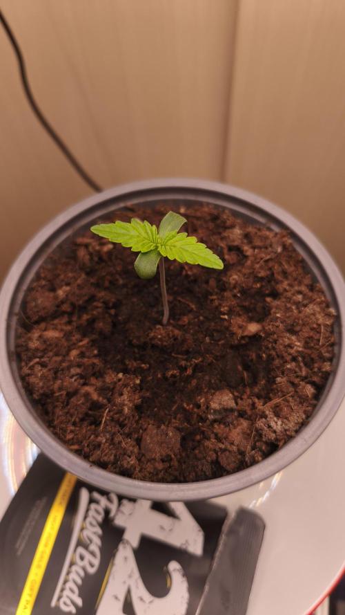 Closet grown Gelato. Week 1 - 4th day.
