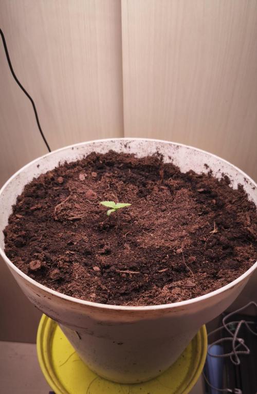 Closet grown Gelato. Week 1 - I added 75 grams of budmix.