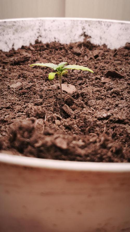 Closet grown Gelato. Week 1 - 7th day. It went quite well this week, she's grown strong roots and gained quite some hight. 