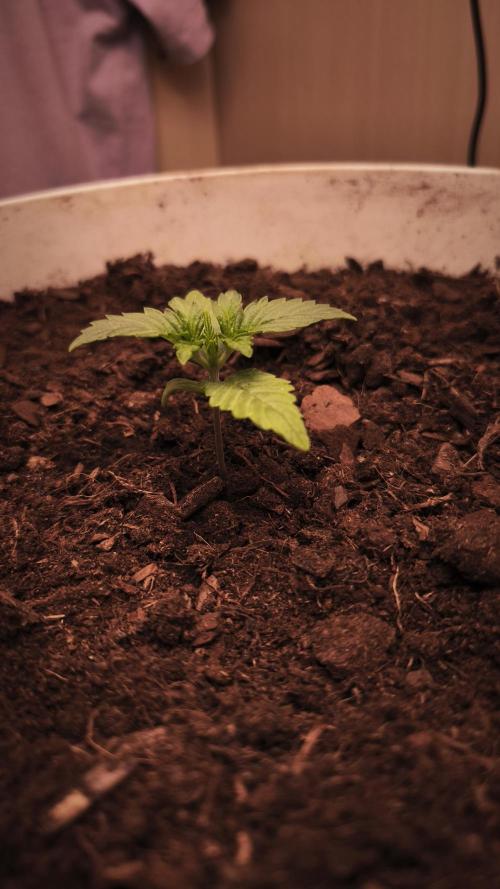 Closet grown Gelato. Week 2 - 10th day 