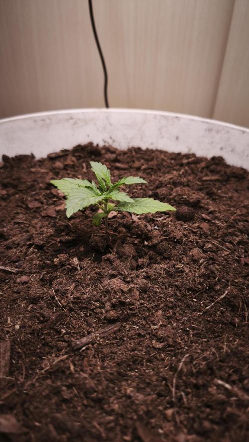 Closet grown Gelato. Week 2 - 11th day, I accidentally ripped off one of the leaves?