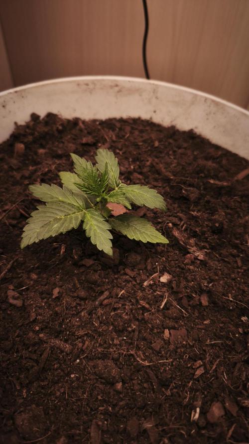 Closet grown Gelato. Week 2 - 13th day