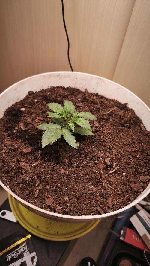 Closet grown Gelato. Week 2 - 14th day