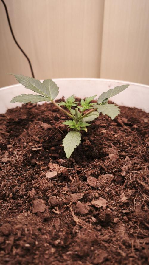 Closet grown Gelato. Week 3 - 16th day. Topped her today.