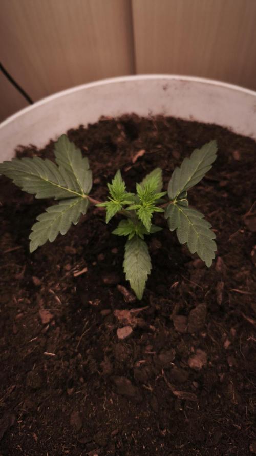 Closet grown Gelato. Week 3 - 16th day