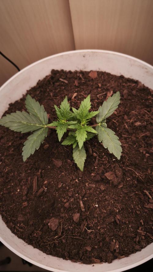 Closet grown Gelato. Week 3 - 17th day
