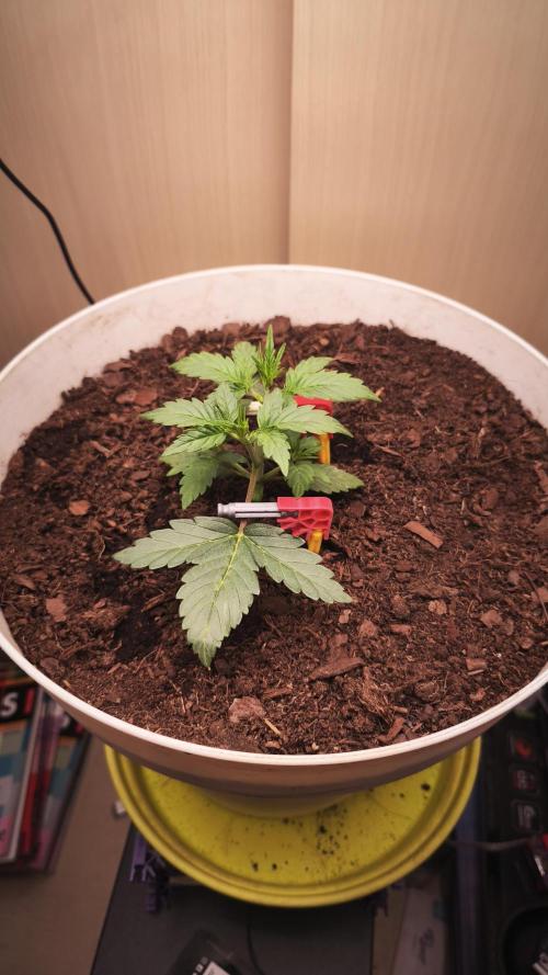 Closet grown Gelato. Week 3 - 18th day
