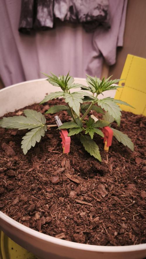 Closet grown Gelato. Week 3 - day 19