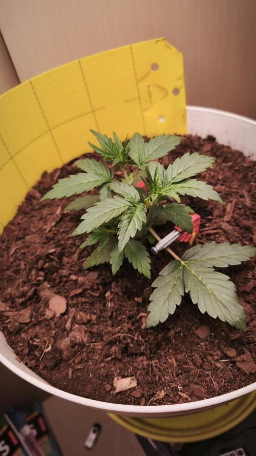 Gelato Auto. Week 3