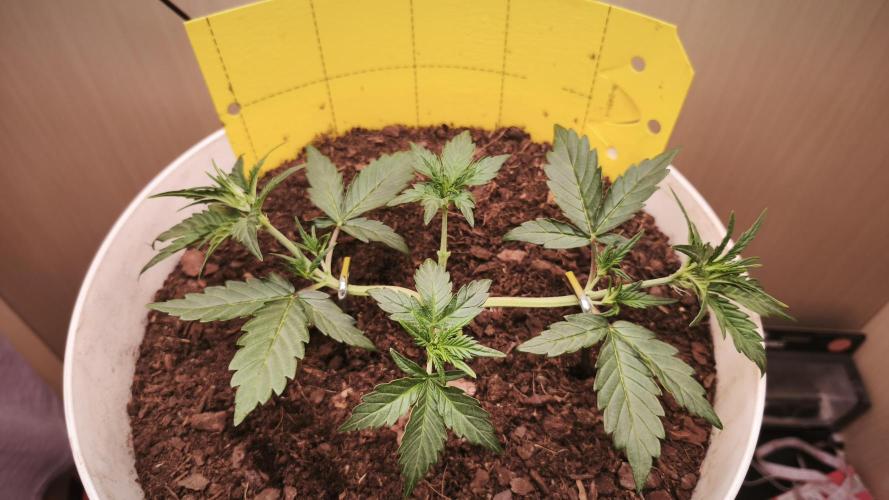 Gelato Auto. Week 3