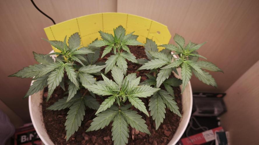 Gelato Auto. Week 4
