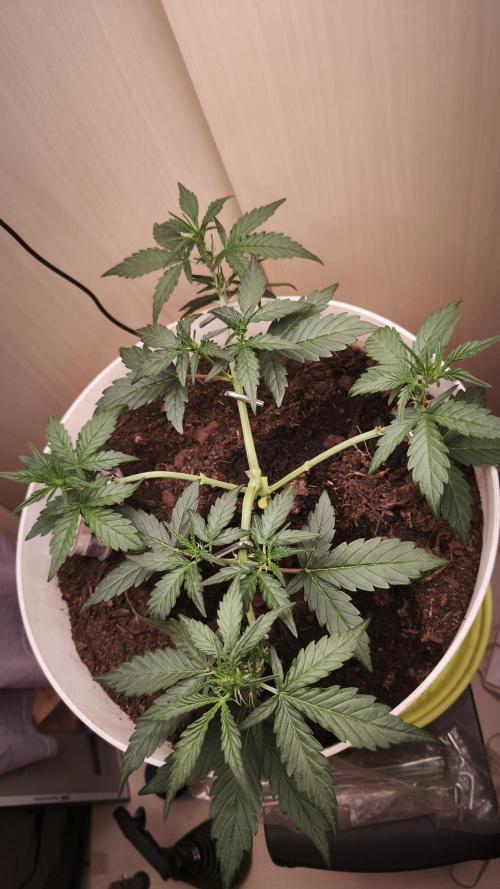 Gelato Auto. Week 4