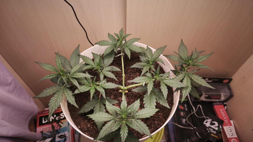 Closet grown Gelato. Week 4 - day 25