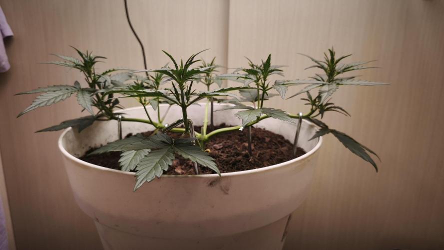 Gelato Auto. Week 4