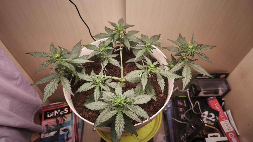 Closet grown Gelato. Week 4 - 26th day 