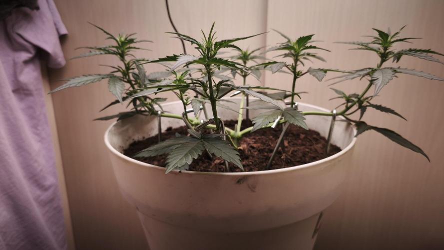 Gelato Auto. Week 4
