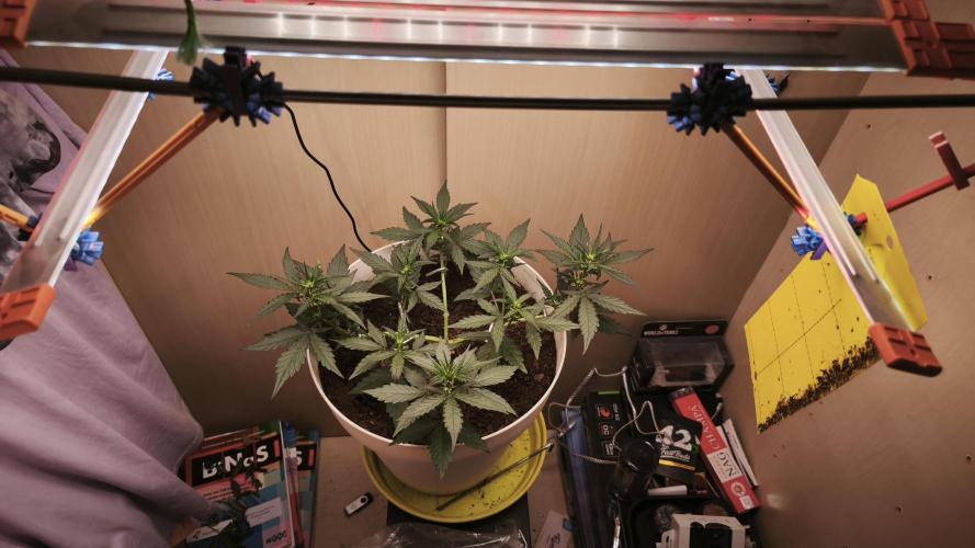Gelato Auto. Week 4