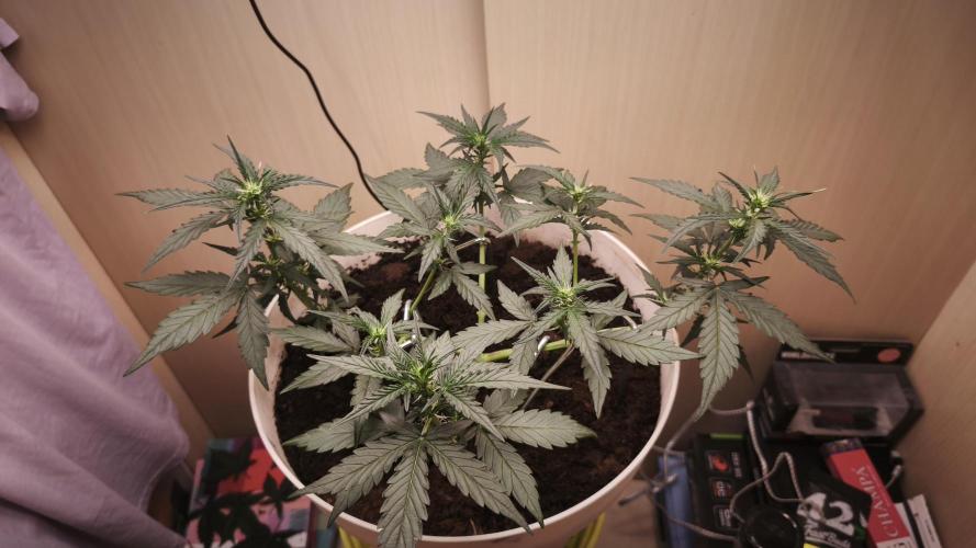 Gelato Auto. Week 4
