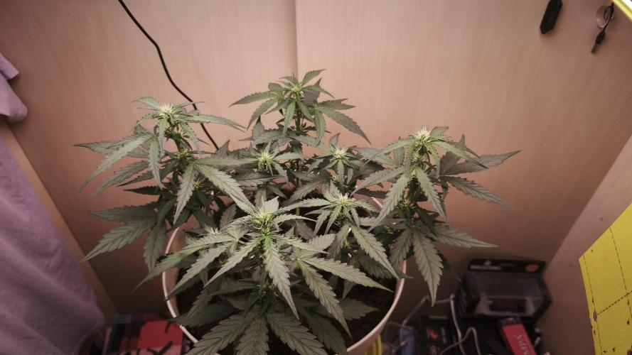 Closet grown Gelato. Week 5 - day 31