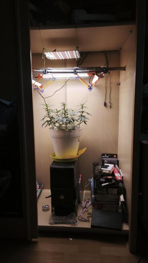 Closet grown Gelato. Week 5 - 32th day