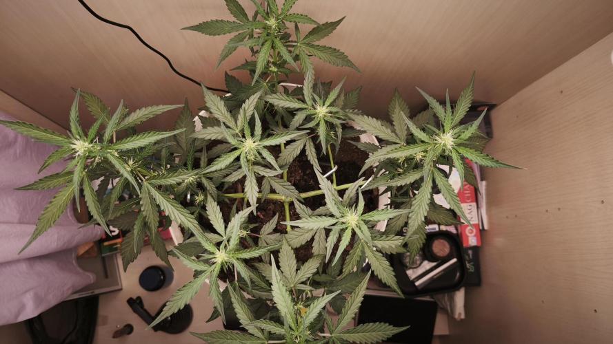 Closet grown Gelato. Week 5 - 32th day