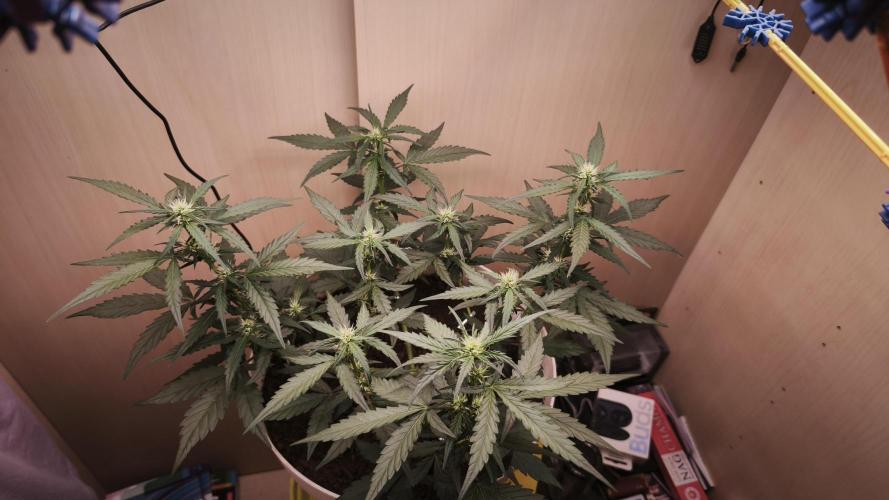 Closet grown Gelato. Week 5 - day 33