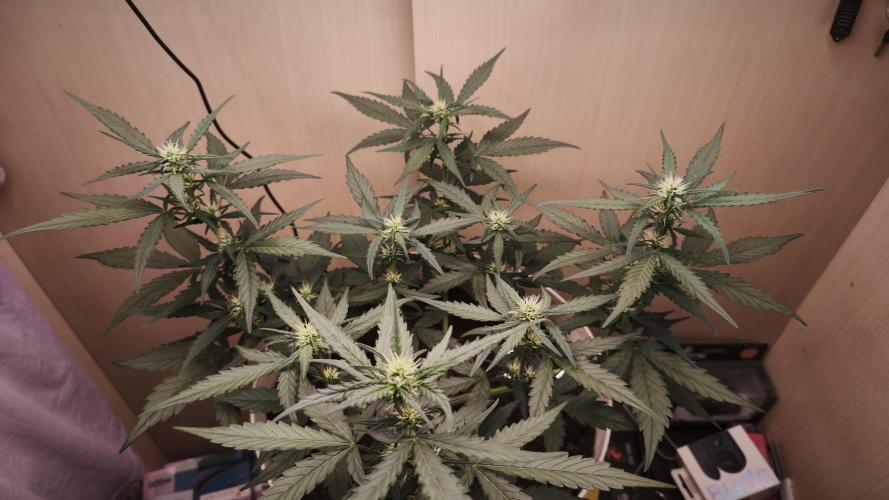 Closet grown Gelato. Week 5 - 34th day