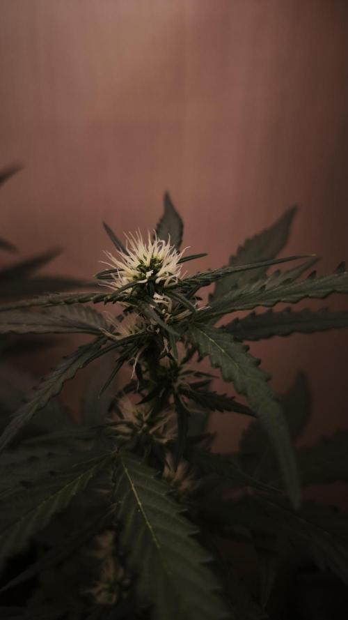 Closet grown Gelato. Week 5 - close up of the bud