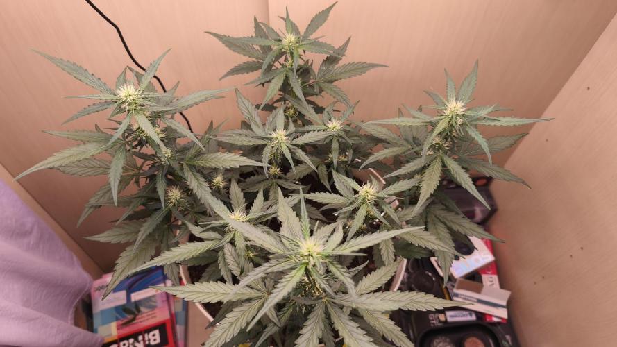 Closet grown Gelato. Week 5 - day 35