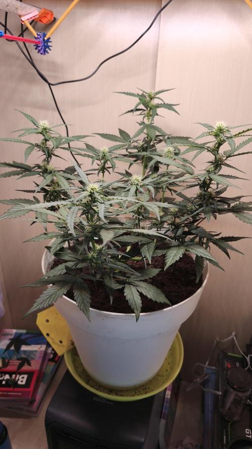 Closet grown Gelato. Week 5 - side shit 35th day