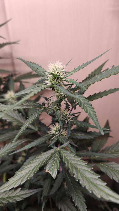 Closet grown Gelato. Week 5 - 36th day
