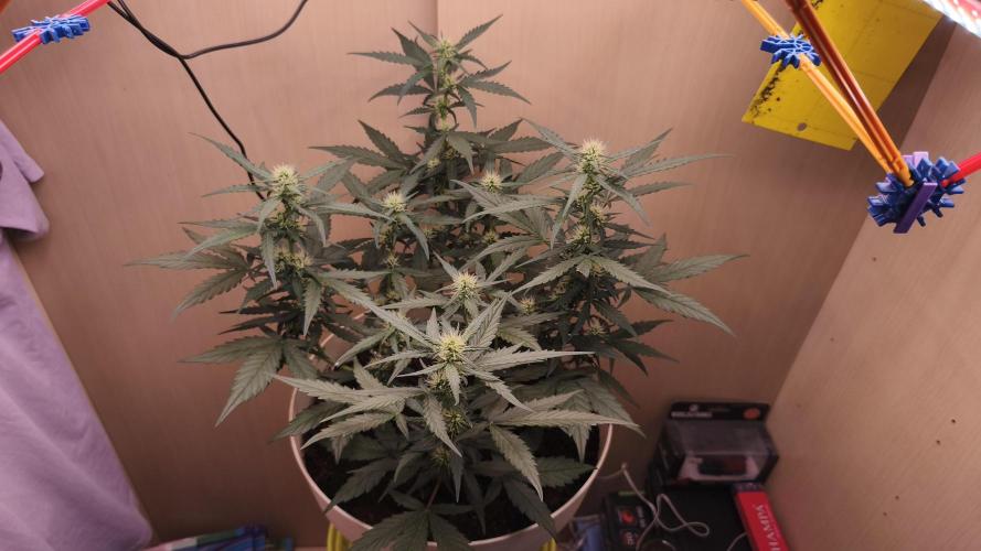 Closet grown Gelato. Week 6 - day 37