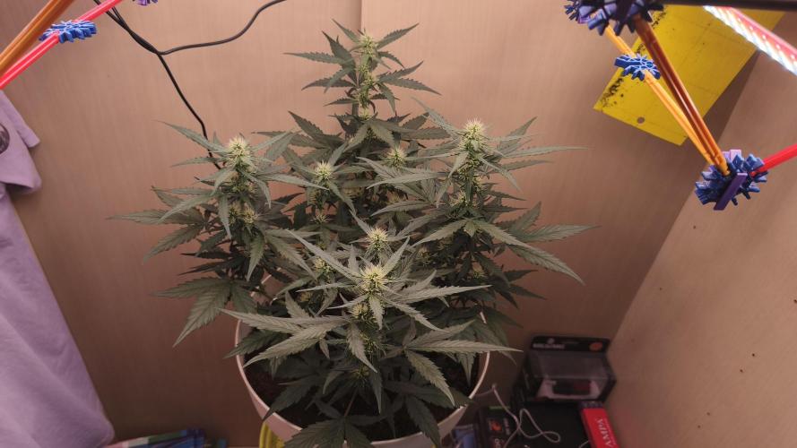 Closet grown Gelato. Week 6 - 38th day
