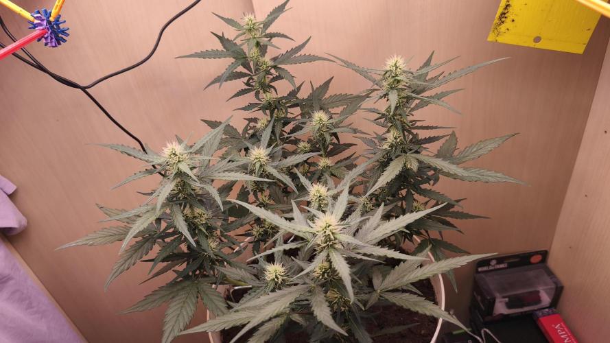 Closet grown Gelato. Week 6 - day 39