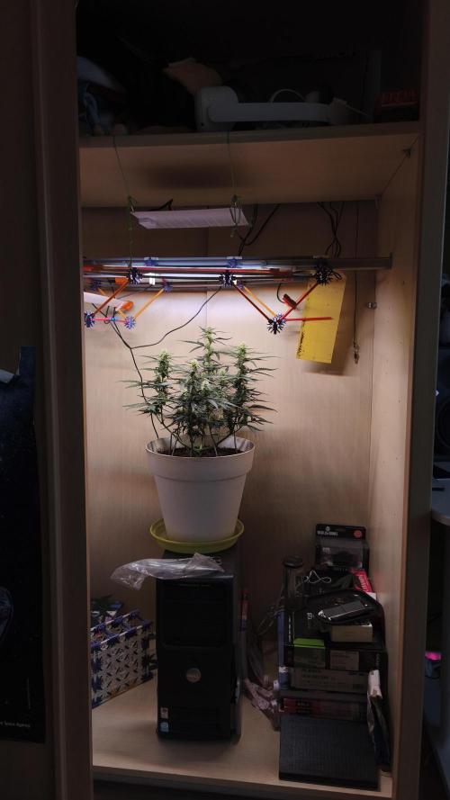 Closet grown Gelato. Week 6 - day 40