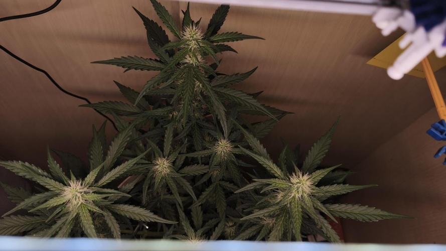 Gelato Auto. Week 6