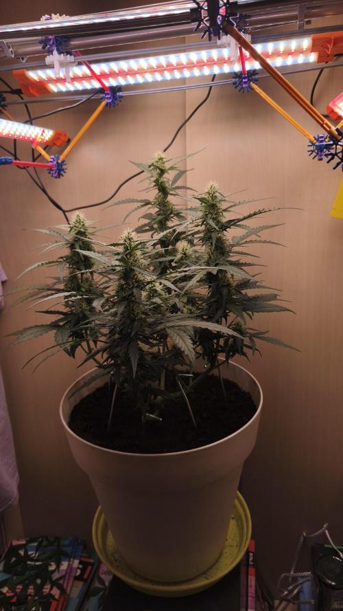 Closet grown Gelato. Week 6 - day 42